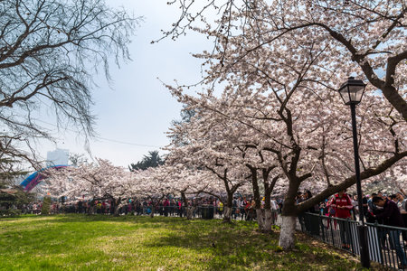 April 2016 - Qingdao, China - Tourists walk in Zhongshan park During The Cherry blossoms festival That happens every year in Spring.のeditorial素材