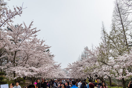 April 2016 - Qingdao, China - Tourists walk in Zhongshan park During The Cherry blossoms festival That happens every year in Spring.のeditorial素材