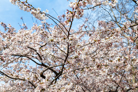 Blooming Cherry blossoms in Zhongshan Park in Spring, Qingdao, China. Every year Zhongshan park hosts the Cherry blossoms festival that attracts thousands of touristsの写真素材
