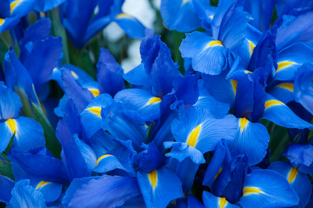 Iris Bouquetの写真素材