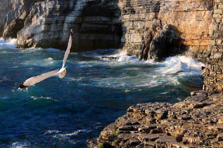 Seagull in Portovenereの写真素材