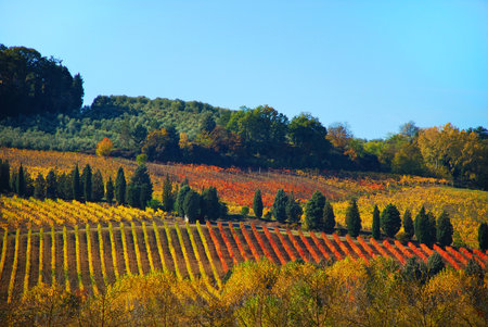 vineyards in Chianti in Tuscanyの写真素材