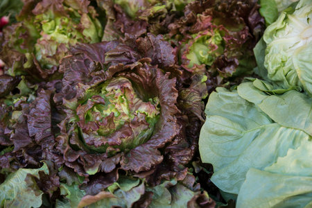 lettuce plants