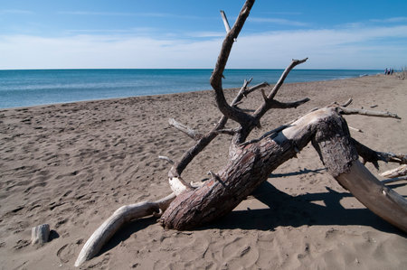shrubs on the beach of Marina di Alberese in Tuscany Italyの写真素材