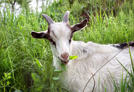 Goat grazing on green grassの写真素材