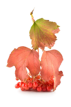 Ripe viburnum isolated on a white backgroundの写真素材