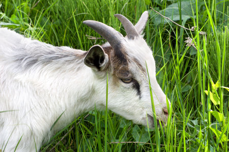 Goat grazing on green grassの写真素材