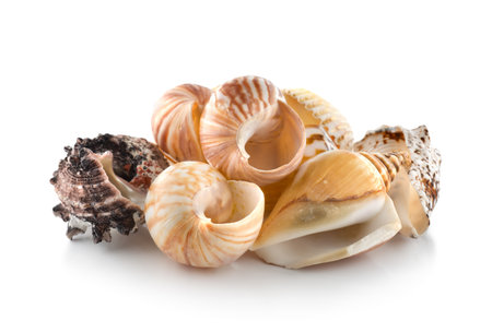 Colorful sea shells isolated on a white backgroundの写真素材