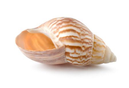 Colorful sea shell isolated on a white backgroundの写真素材