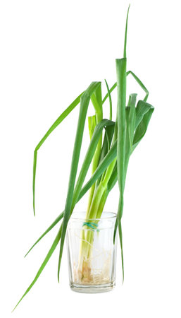 Bunch green onionsの写真素材