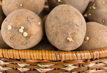 Raw potato in a wicker wooden basket の写真素材