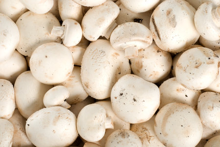 Background of a heap of raw mushroomsの写真素材