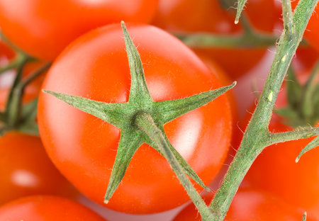 Bunch tomatoesの写真素材