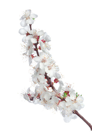 Branch apricotsの写真素材