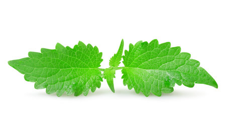 Mint isolated