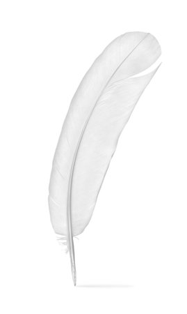Feather of a pigeonの写真素材