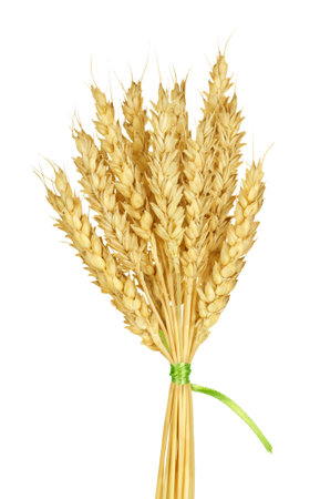 Wheat stemsの写真素材