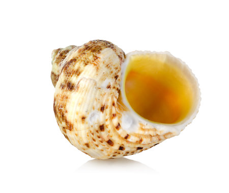 Orange sea shell isolatedの写真素材