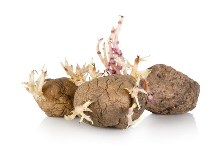 Sprouting potato isolatedの写真素材