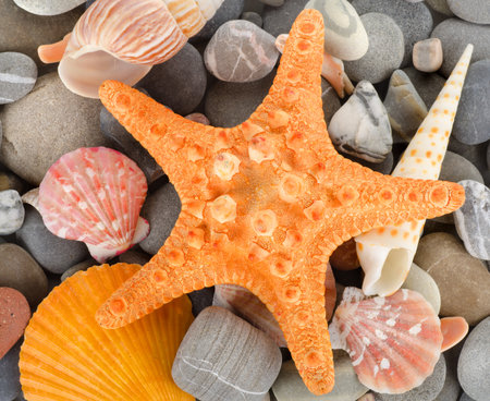 Sea shells and stoneの写真素材