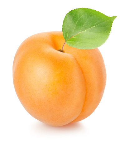 Apricot with leafの写真素材