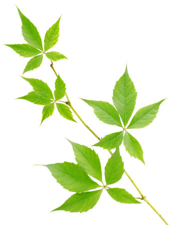 Branch of wild grapesの写真素材