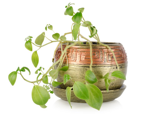 Potted plant isolated on a white backgroundの写真素材
