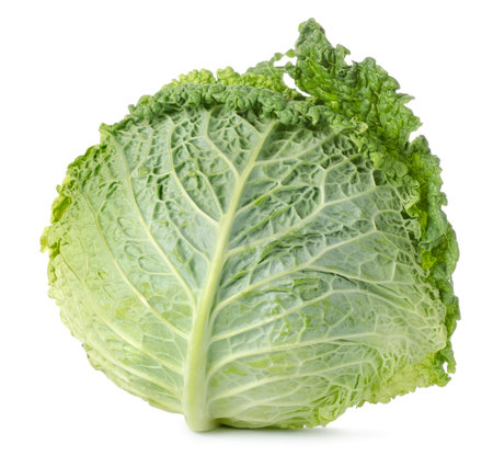 Savoy cabbage isolatedの写真素材
