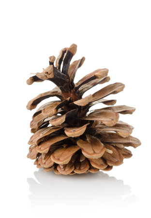 Pine cone isolatedの写真素材