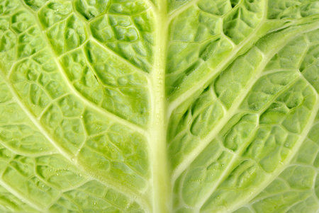 Backgrounds cabbageの写真素材