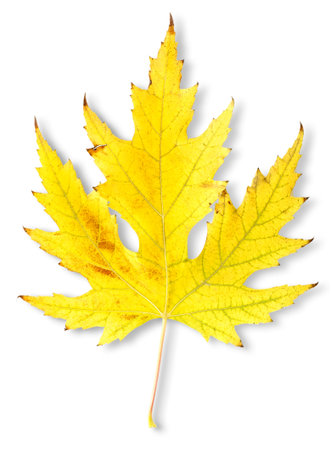 Autumn maple leafの写真素材