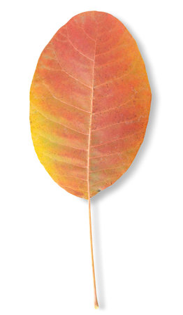 Autumn leafの写真素材