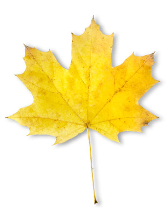 Autumn maple leaf isolatedの写真素材