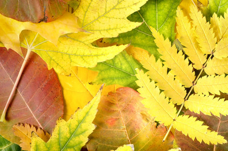 Background from leaves of different colorsの写真素材