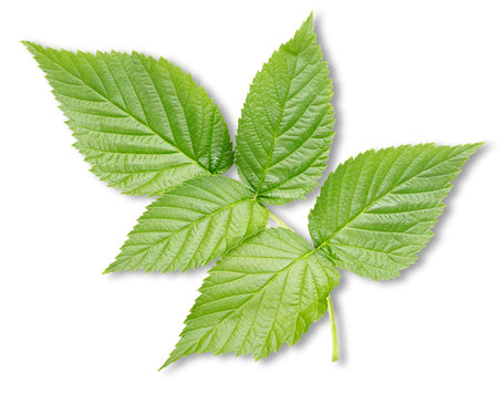 Raspberry leaves isolatedの写真素材