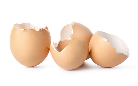 Empty eggs shellの写真素材