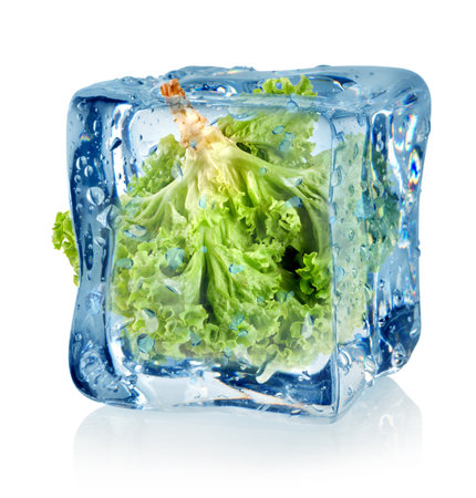 Ice cube and lettuceの写真素材