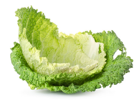Cabbage leavesの写真素材