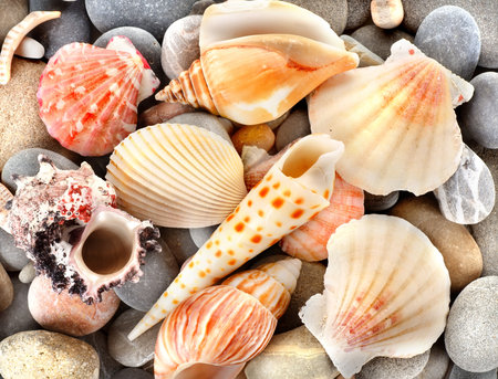 Stone and sea shellsの写真素材