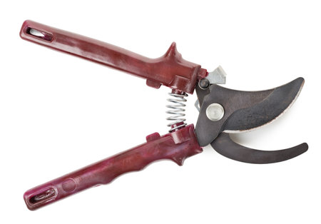 Shears for gardenの写真素材