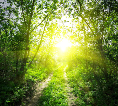 Country road and sunlightの写真素材