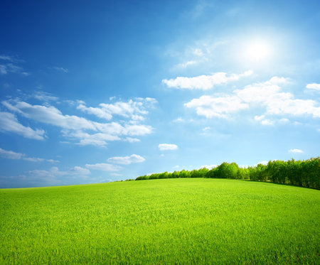 Field of green grass and perfect sky and treesの写真素材