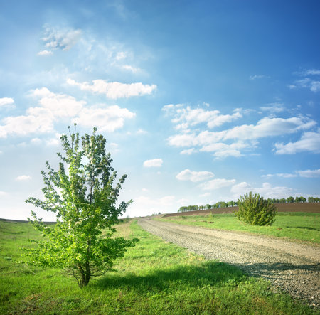 Tree near a country roadの写真素材