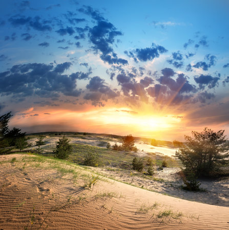 Green vegetation in the desert at sunsetの写真素材