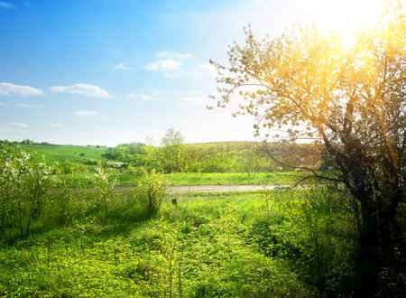 Blooming green garden in the spring sunshineの写真素材