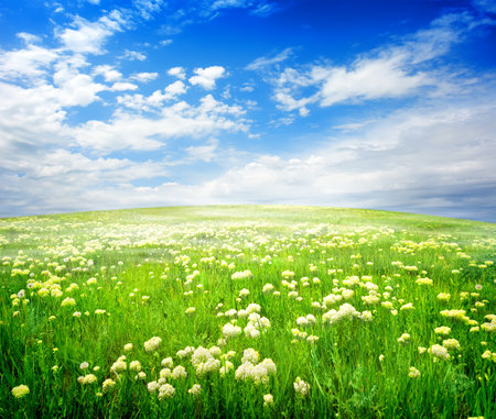 Field of flowersの写真素材