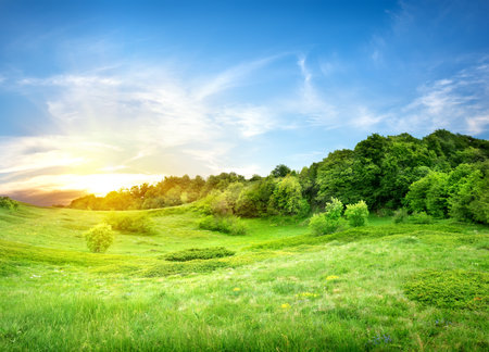 Field near and forestの写真素材