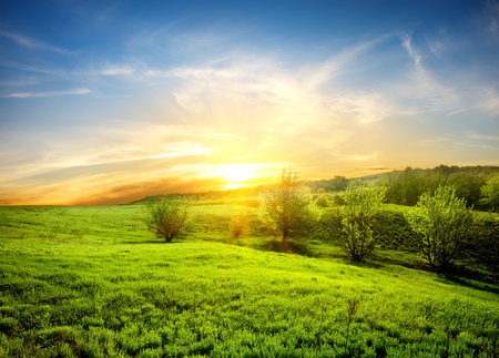 Green fields of grass and trees at sunsetの写真素材