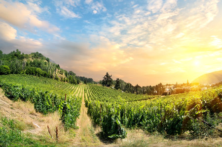 Vineyard on sunsetの写真素材