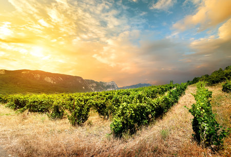 Grape field in the mountains  Ukraine Crimeaの写真素材
